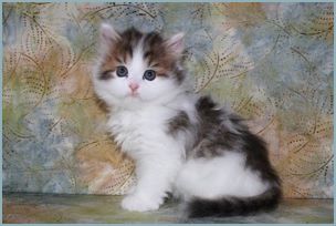 Male Siberian Kitten from Deedlebug Siberians